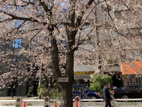 柳と桜_b0050651_08272409.jpg