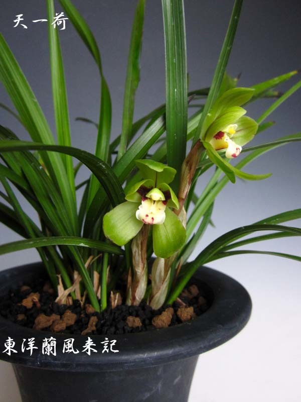 中国春蘭「天一荷」　　　　　　　　　　　　　Ｎｏ．２０８９_d0103457_00195659.jpg