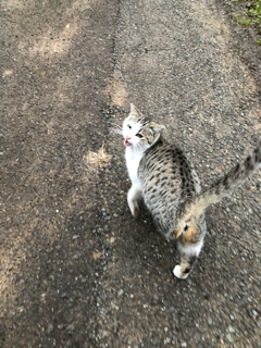 草取りざんまい_f0363168_21425175.png