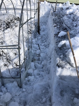 ビニールハウス救済計画・・その6、もうちょっと除雪。_d0251572_15352351.jpg