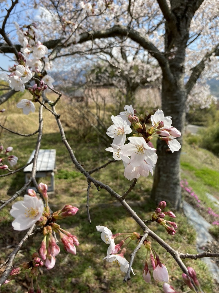 裏山の桜だより②　 〜2021〜_c0334574_16322153.jpeg