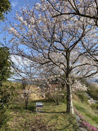 裏山の桜だより②　 〜2021〜_c0334574_16331064.jpeg