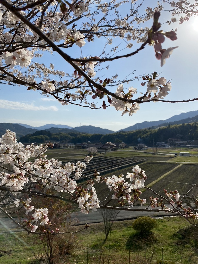 裏山の桜だより②　 〜2021〜_c0334574_16334433.jpeg