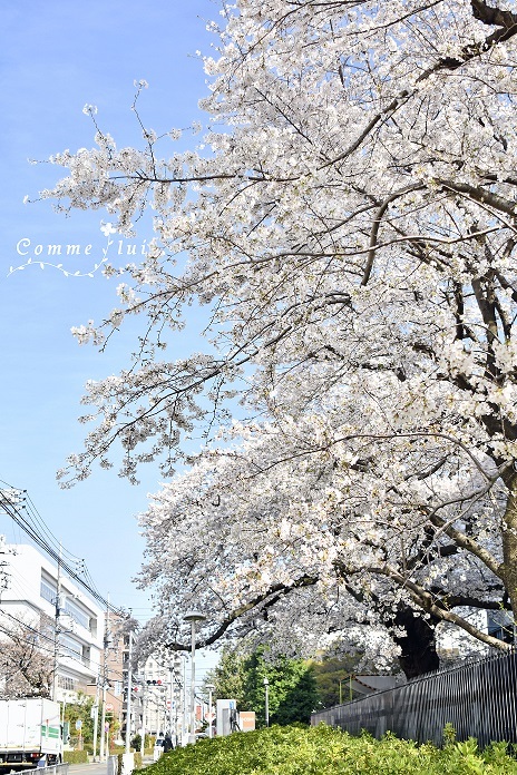 Spring has come_a0192475_09355062.jpg
