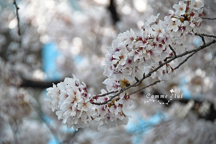 Spring has come_a0192475_09412415.jpg