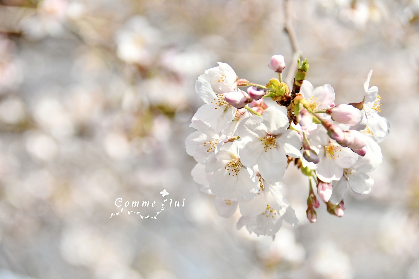 Spring has come_a0192475_09463398.jpg