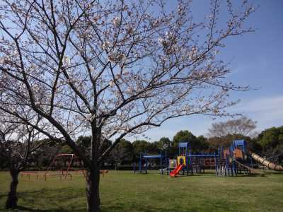 富浜緑地情報♪桜の開花、ユキヤナギの花、つくしが見られます！_d0338682_14581032.jpg