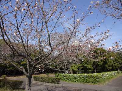 富浜緑地情報♪桜の開花、ユキヤナギの花、つくしが見られます！_d0338682_15012773.jpg