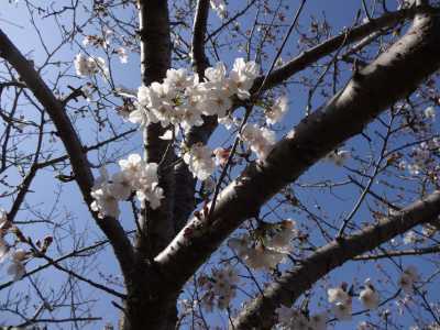 富浜緑地情報♪桜の開花、ユキヤナギの花、つくしが見られます！_d0338682_15013436.jpg