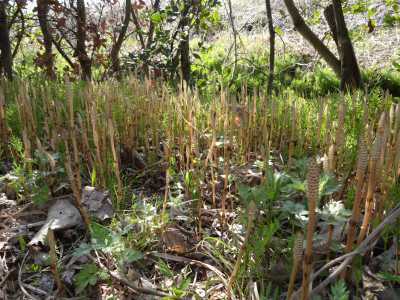 富浜緑地情報♪桜の開花、ユキヤナギの花、つくしが見られます！_d0338682_15032544.jpg