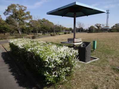 富浜緑地情報♪桜の開花、ユキヤナギの花、つくしが見られます！_d0338682_15043510.jpg