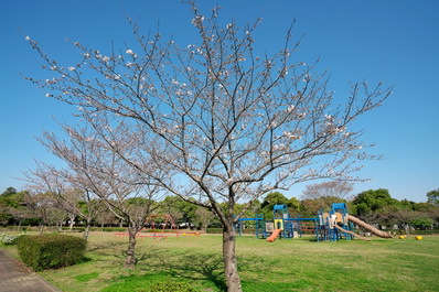 富浜緑地情報♪桜の開花、ユキヤナギの花、つくしが見られます！_d0338682_15184084.jpg