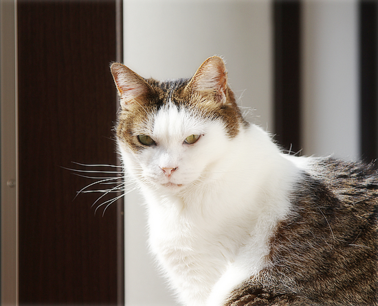 猫カフェ乗っ取り店長_a0389088_18575170.jpg
