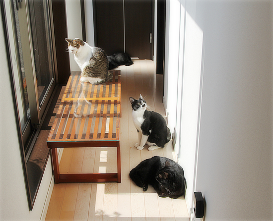 猫カフェ乗っ取り店長_a0389088_18575181.jpg