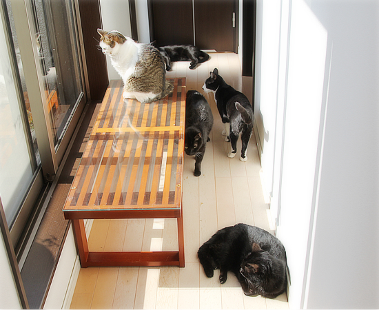 猫カフェ乗っ取り店長_a0389088_18575192.jpg