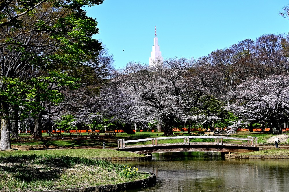 代々木公園の桜 悠々緩緩 月見で一杯 代々木公園の桜 悠々緩緩 月見で一杯