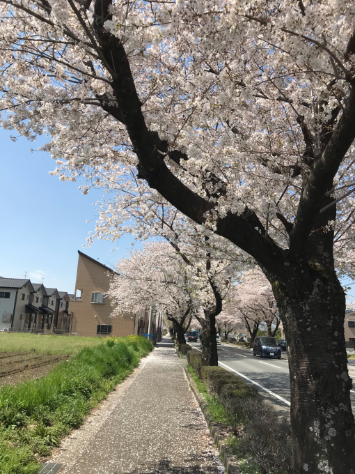 私的ブログ…春が来た！…編^_^。_d0132688_18390718.jpg