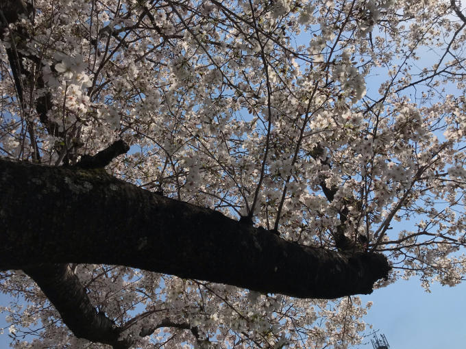 私的ブログ…春が来た！…編^_^。_d0132688_18391094.jpg