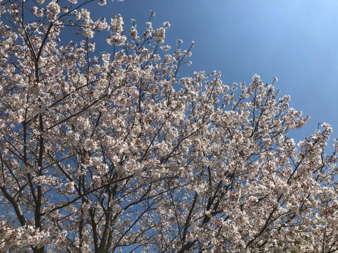私的ブログ…春が来た！…編^_^。_d0132688_18432105.jpg