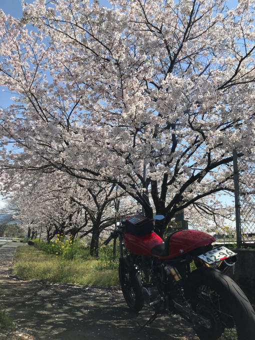 私的ブログ…春が来た！…編^_^。_d0132688_18453585.jpg