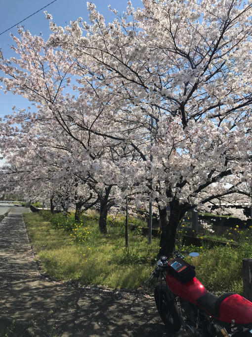 私的ブログ…春が来た！…編^_^。_d0132688_18453702.jpg