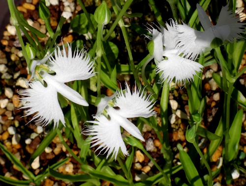サギソウの球根の植え付けなど 窓の向こうに サギソウの球根の植え付けなど 窓の向こうに