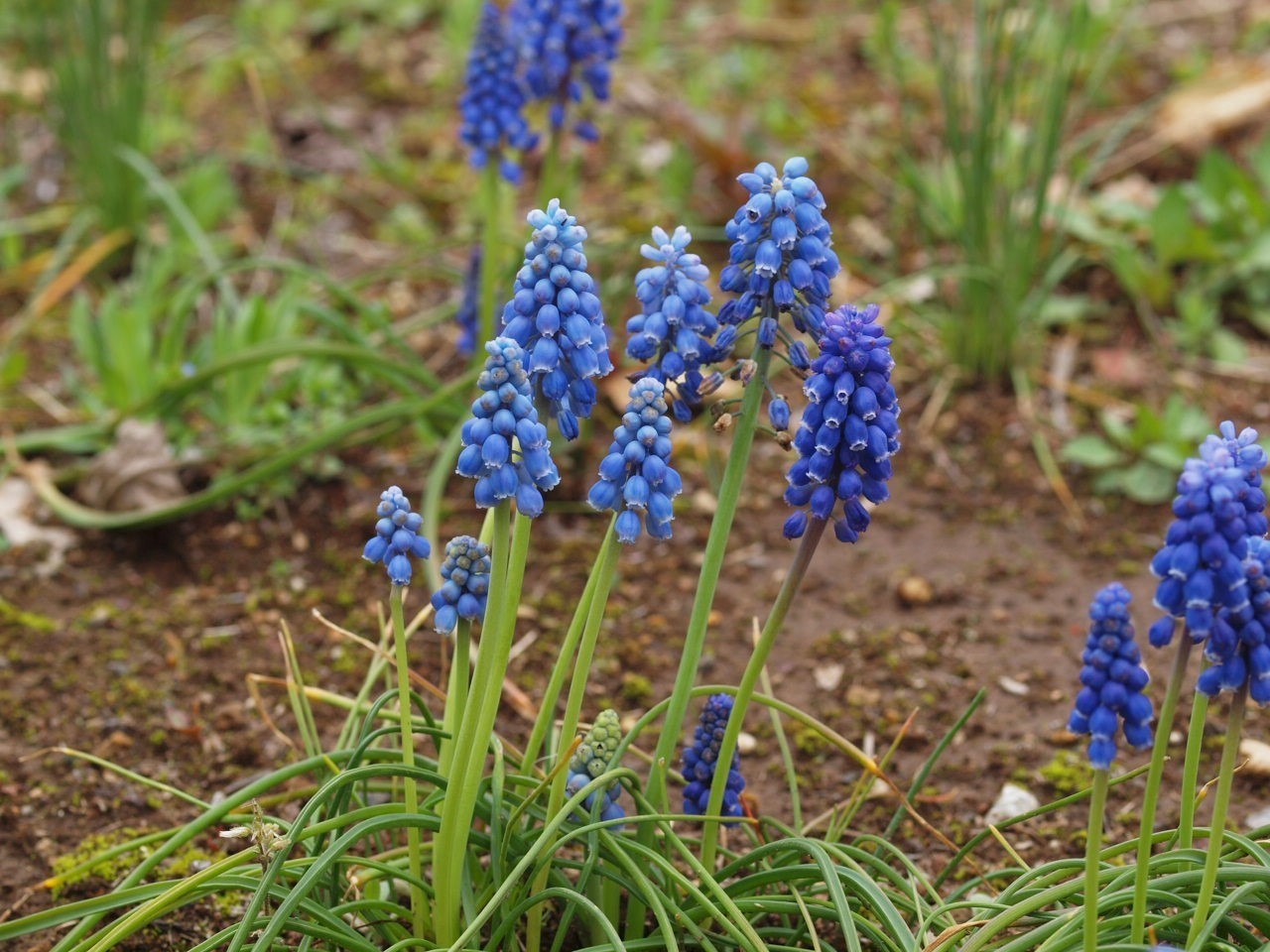 ムスカリ アルメニアカム Flowers ムスカリ アルメニアカム Flowers