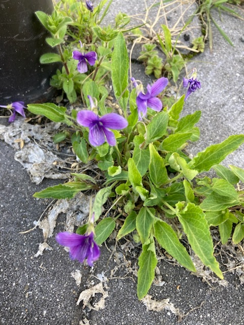 花粉症だけど花が好き(^▽^;)_f0204295_14545403.jpg