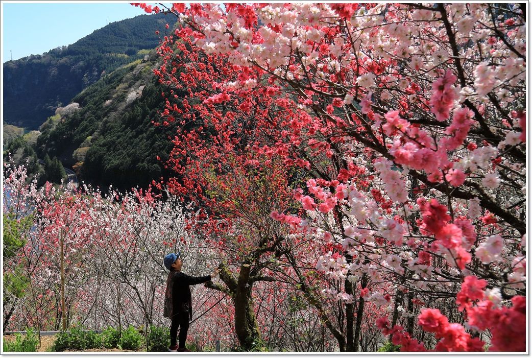 仁淀川　花の里公園_a0057905_16215782.jpg