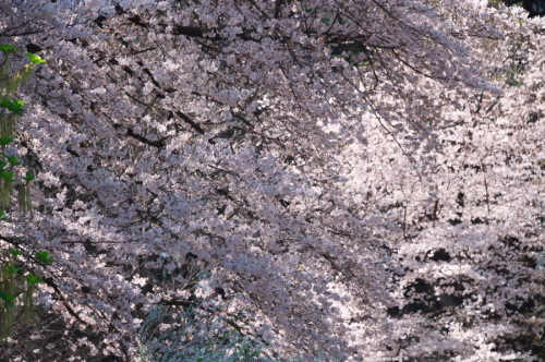 新宿御苑の桜1_a0263109_14033846.jpg