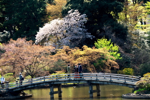 新宿御苑の桜1_a0263109_14045262.jpg