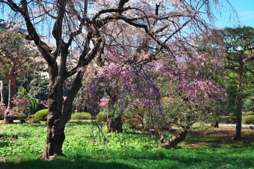 新宿御苑の桜1_a0263109_14054043.jpg