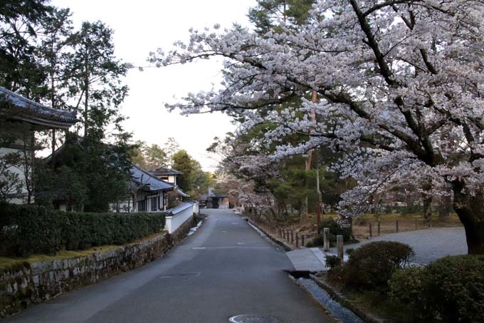 桜満開が始まった　南禅寺_e0048413_20242392.jpg