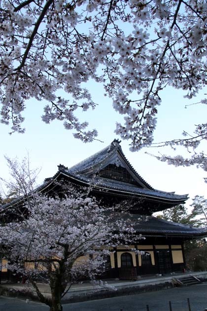 桜満開が始まった　南禅寺_e0048413_20242925.jpg