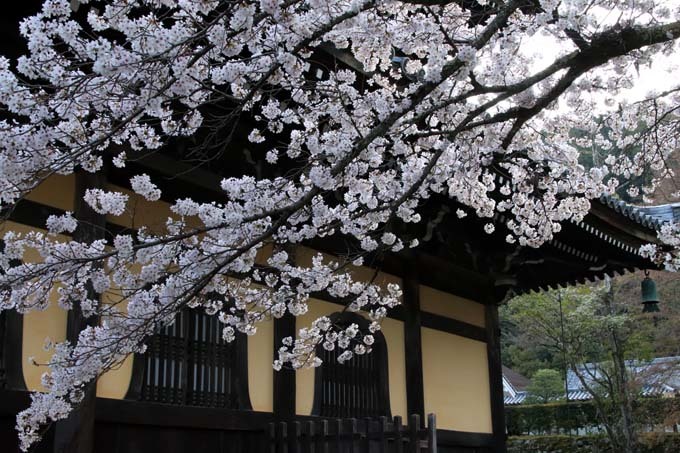 桜満開が始まった　南禅寺_e0048413_20243402.jpg