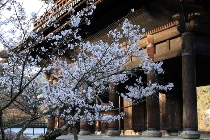 桜満開が始まった　南禅寺_e0048413_20244704.jpg