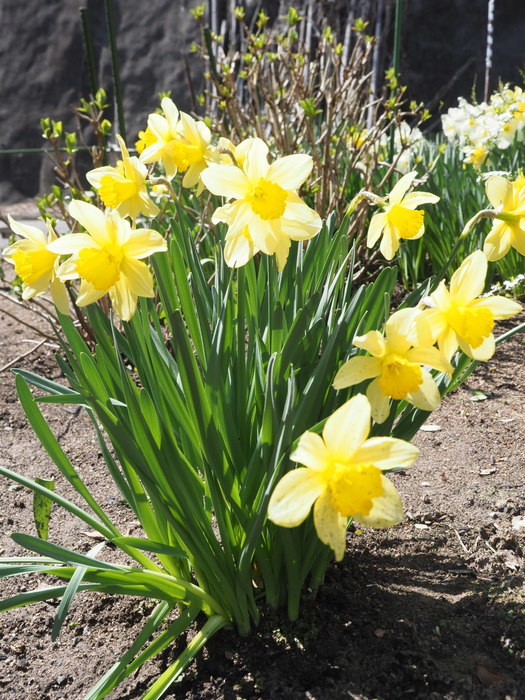 水仙の花が咲いた_c0116915_00065477.jpg