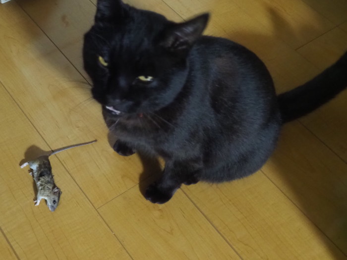くうちゃんが、ネズミを捕って来た_c0116915_00153549.jpg