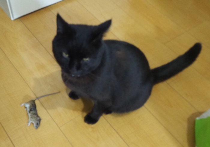 くうちゃんが、ネズミを捕って来た_c0116915_00160158.jpg