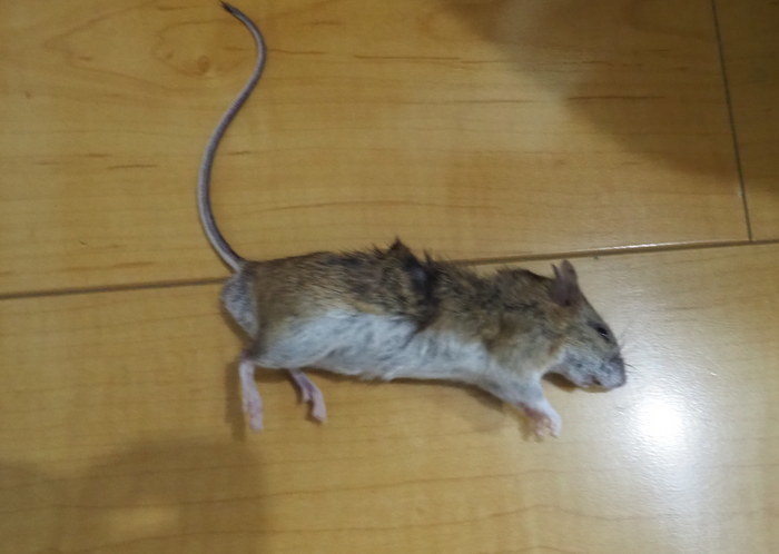 くうちゃんが、ネズミを捕って来た_c0116915_00161003.jpg