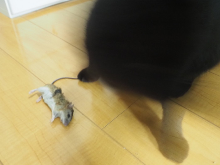 くうちゃんが、ネズミを捕って来た_c0116915_00162172.jpg