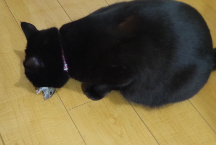 くうちゃんが、ネズミを捕って来た_c0116915_00163182.jpg
