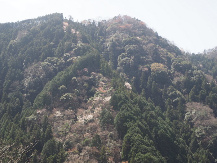 五日市町上河内の山の山桜_c0116915_23125079.jpg