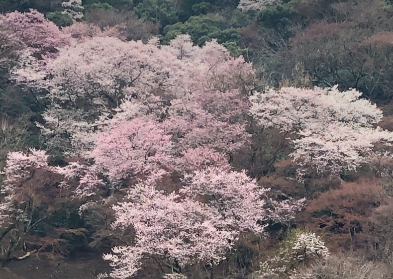 トンネルをぬけると そこは さくらの山 だった 風のとおる家から
