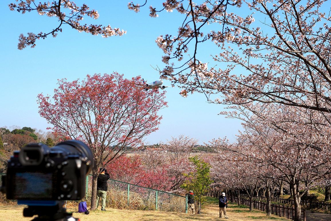 桜と絡めて飛行機を撮れる!♪ 成田・さくらの山公園(エピソード#3)_a0031821_21270463.jpg