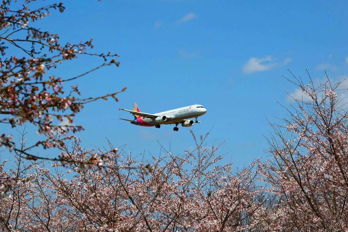 桜と絡めて飛行機を撮れる！♪　成田・さくらの山公園（エピソード＃３）_a0031821_21385638.jpg