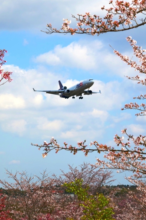 桜と絡めて飛行機を撮れる！♪　成田・さくらの山公園（エピソード＃３）_a0031821_21484508.jpg