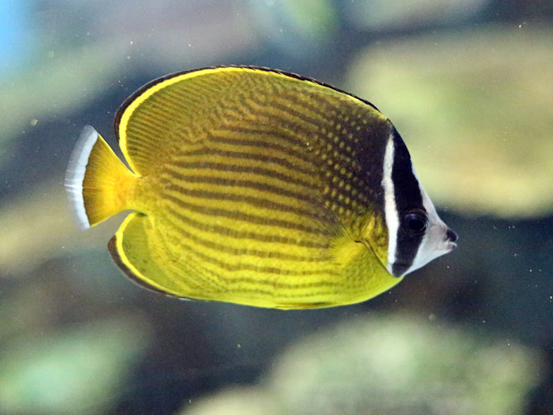 サンゴ礁の魚など : 動物園放浪記