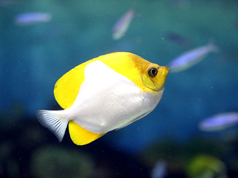 人気ランキング サンゴ礁の魚など : 動物園放浪記 その他