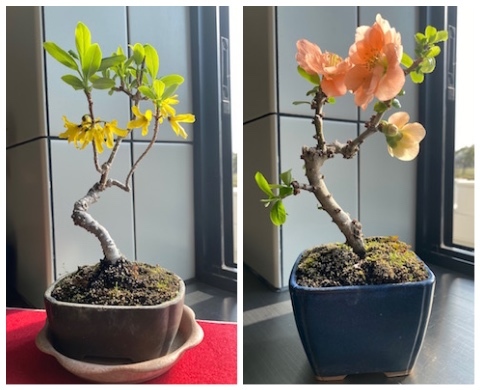 レンギョウとボケ 節約ミニ盆栽記